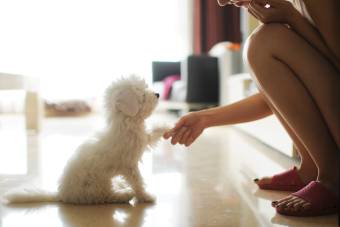 The Dos And Don'ts Of Puppy Training