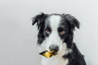 How Much Does Caring For A Dog Cost?