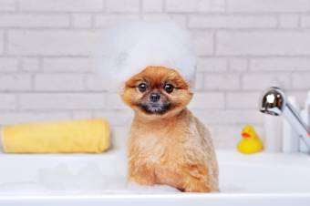 groom-puppy_img