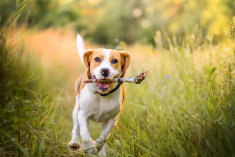 Active dog