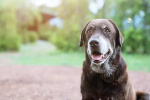 6 Essential Tips On Caring For Your Senior Dog