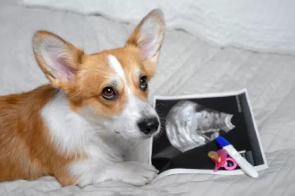 Taking Care Of A Female Dog