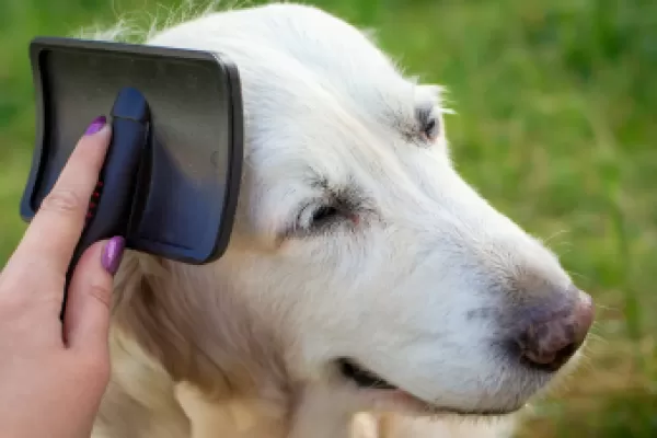 10 At-Home Grooming Tips For Senior Dogs