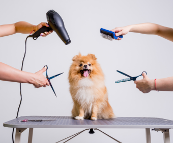 How To Groom Your Adult Dog At Home