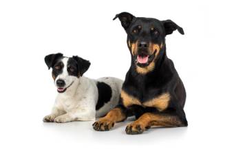 How To Prepare For Your Puppy’s First Visit To The Vet
