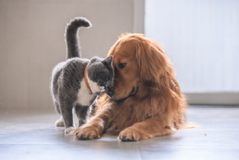 How To Introduce Your Dog To A New Pet Or Baby