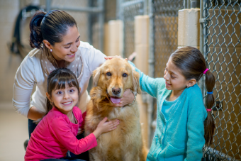 Adopting An Adult Dog? Here's What You Need To Know