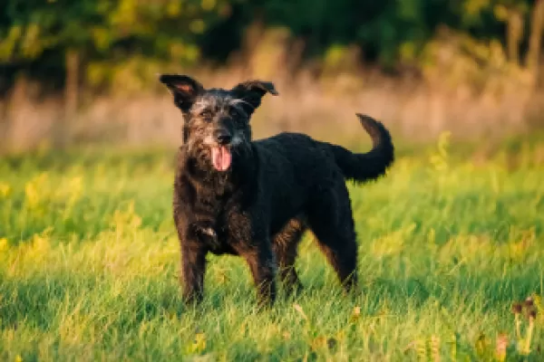 5 Ways To Keep Your Senior Dog Active