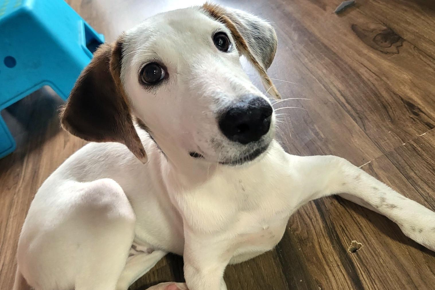 Pepper image 0
